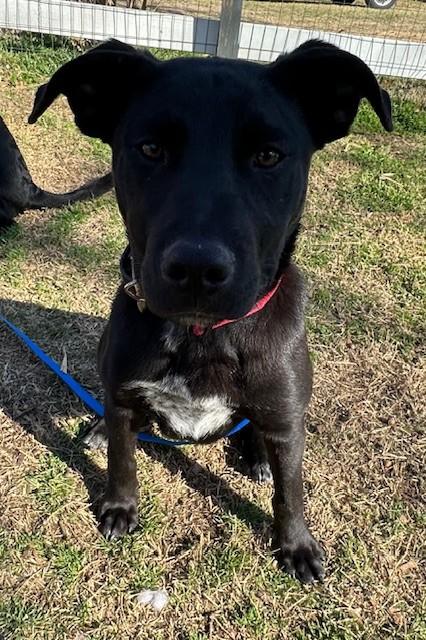 Enlarge Jax, a Adoptable mixed breed in Joshua, TX image 2/5