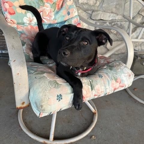 Jax, Adoptable, Young Male Labrador Retriever.