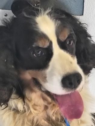 Enlarge Amy, an adopted mixed breed in Roseburg, OR image 1/1