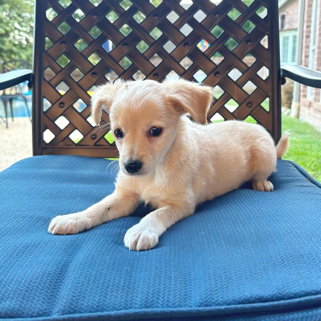 Enlarge Toulouse, a Adopted mixed breed in Flower Mound, TX image 1/6
