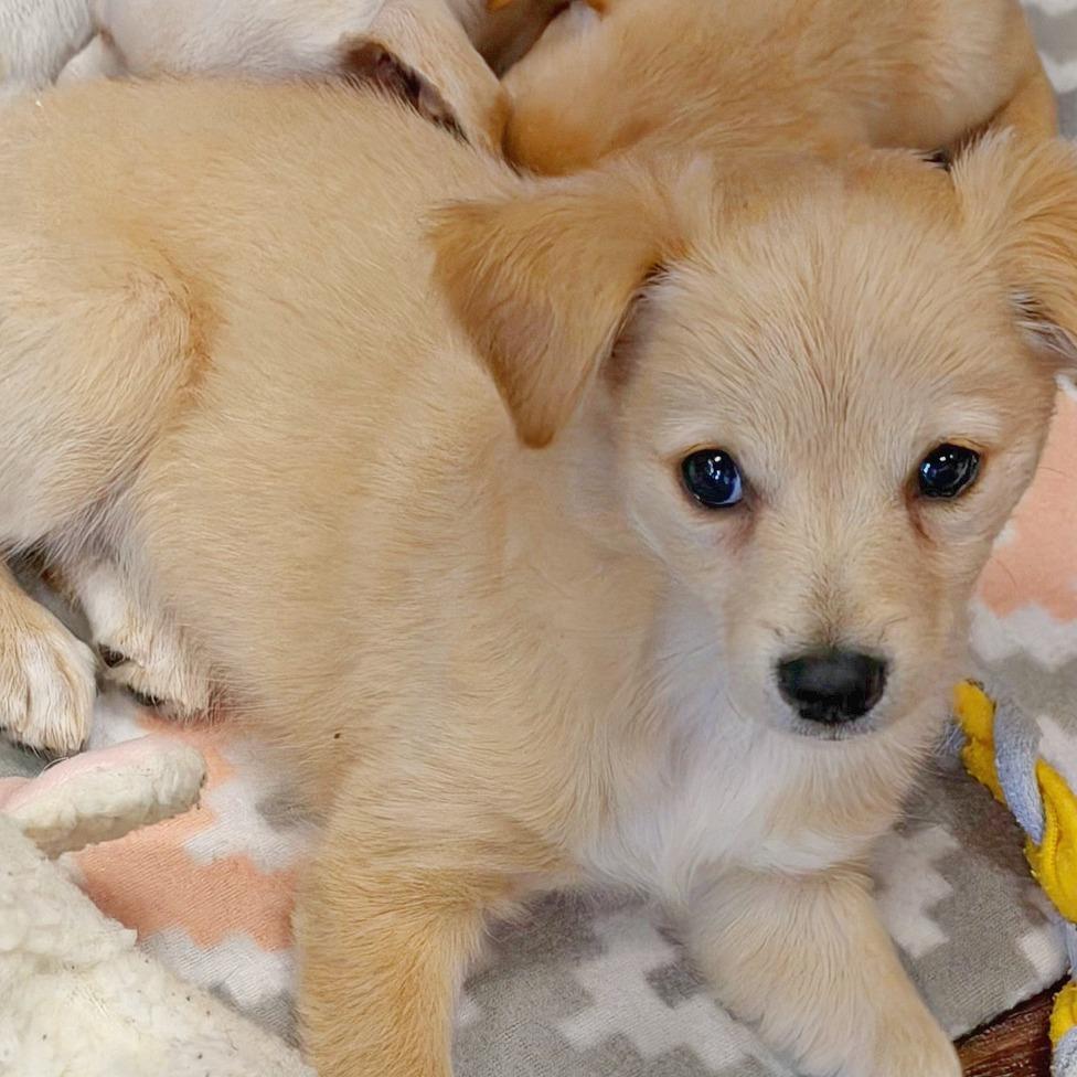 Enlarge Toulouse, a Adopted mixed breed in Flower Mound, TX image 3/6