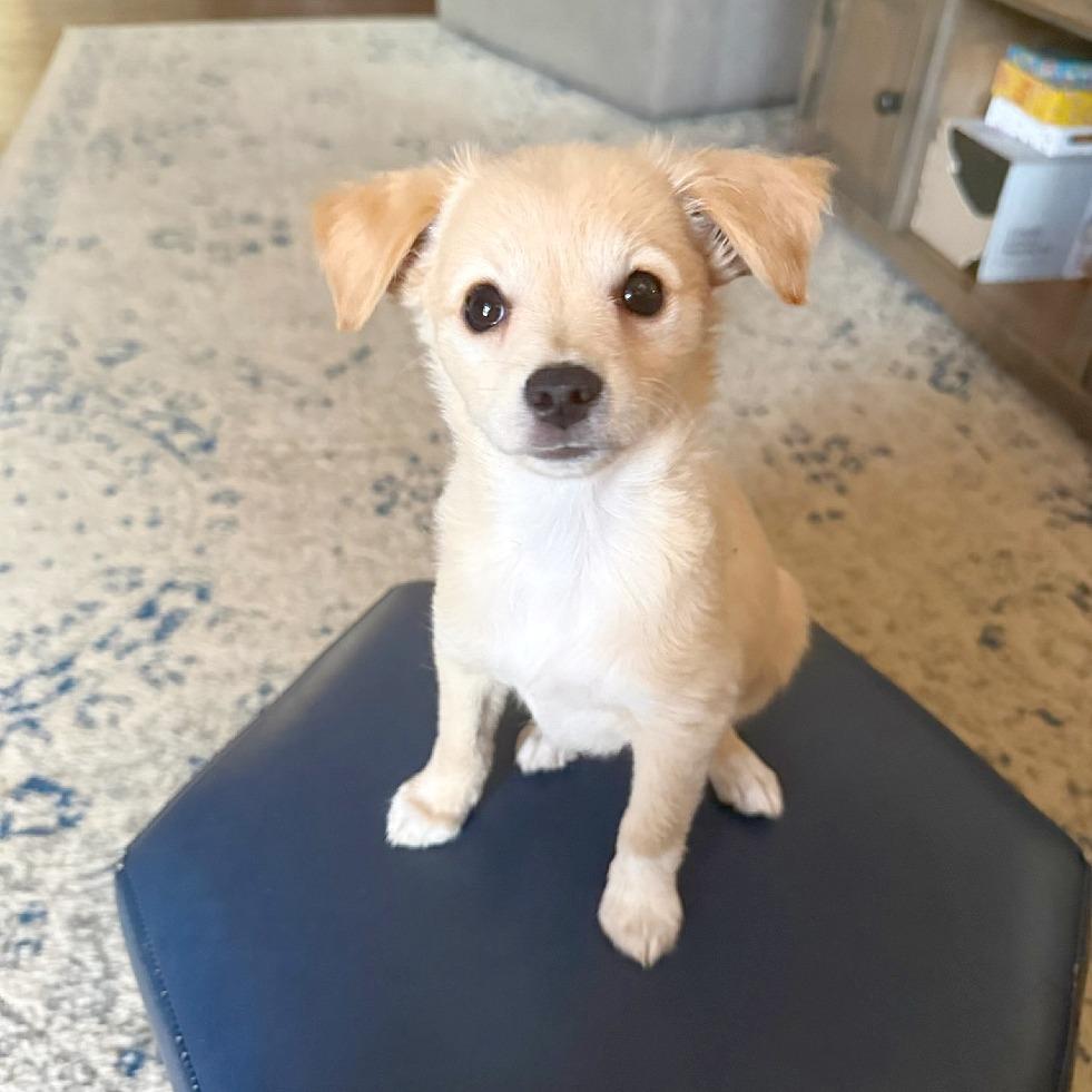 Enlarge Toulouse, a Adopted mixed breed in Flower Mound, TX image 4/6