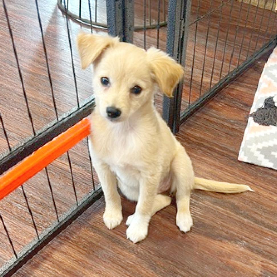 Enlarge Toulouse, a Adopted mixed breed in Flower Mound, TX image 5/6