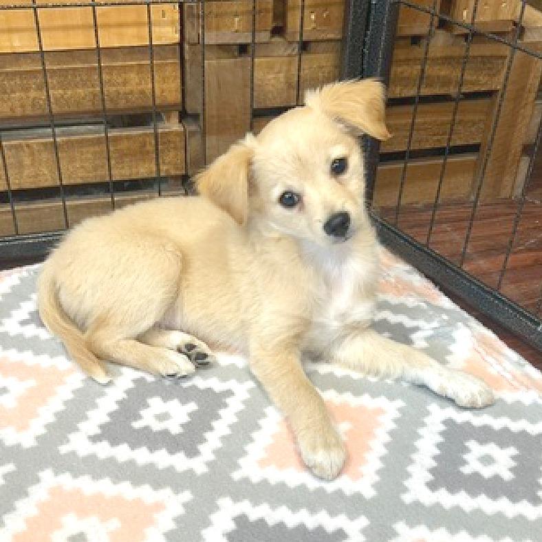 Enlarge Toulouse, a Adopted mixed breed in Flower Mound, TX image 6/6