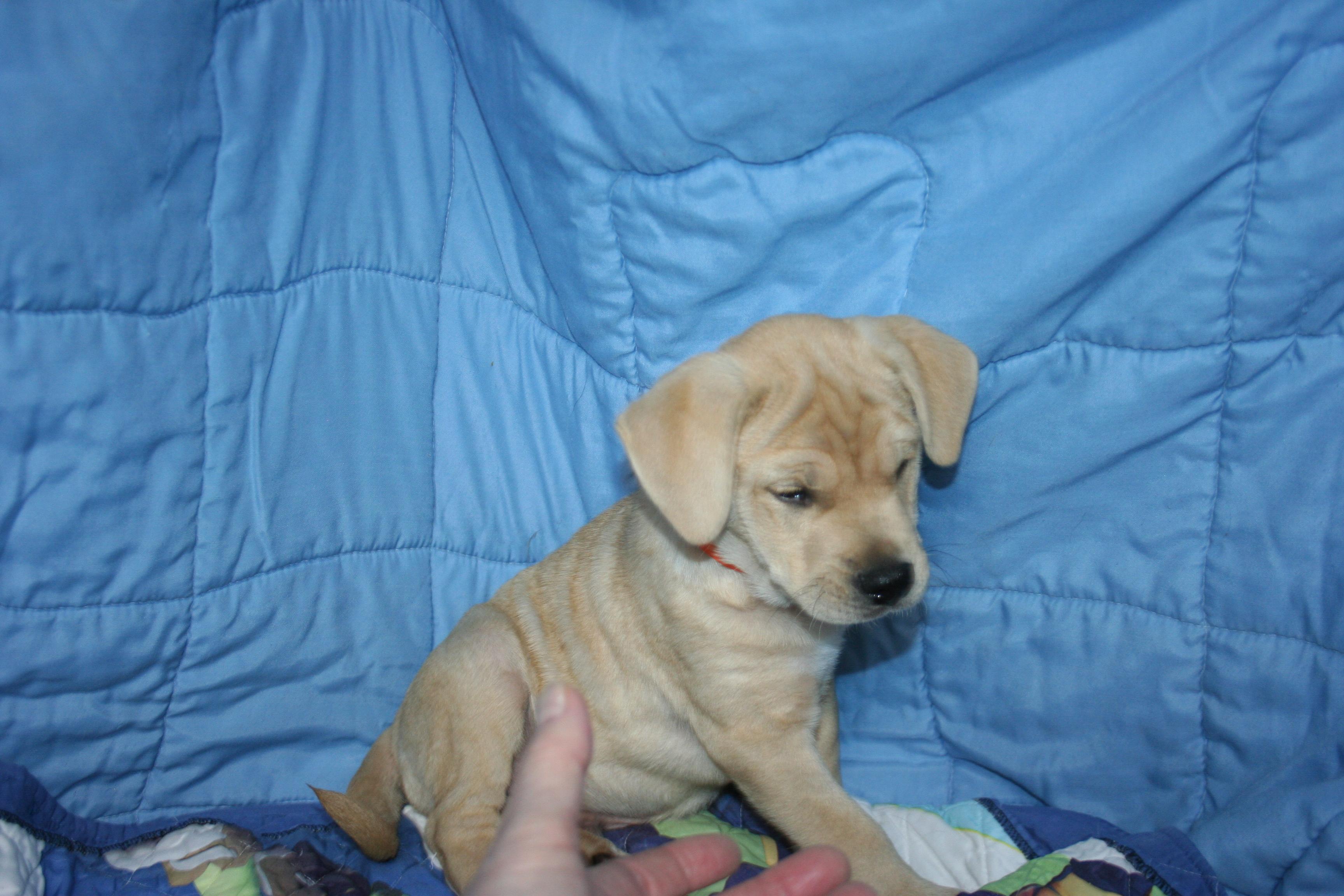 Axel - ABC puppy