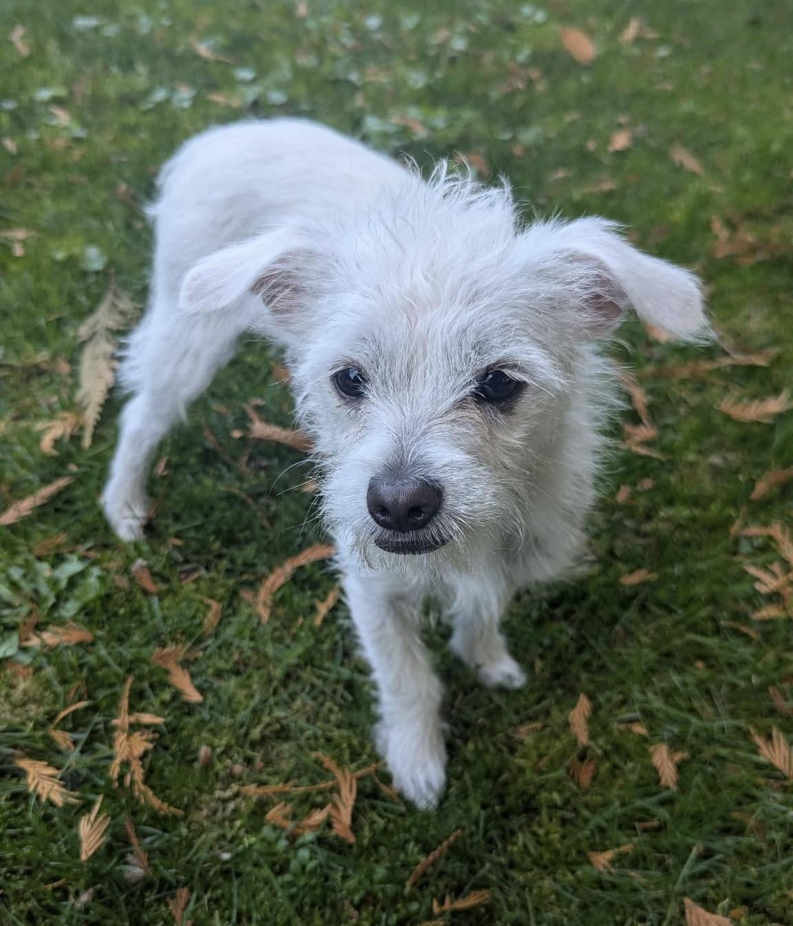 Enlarge TOBY, a Adoptable mixed breed in Abbotsford, BC image 2/4