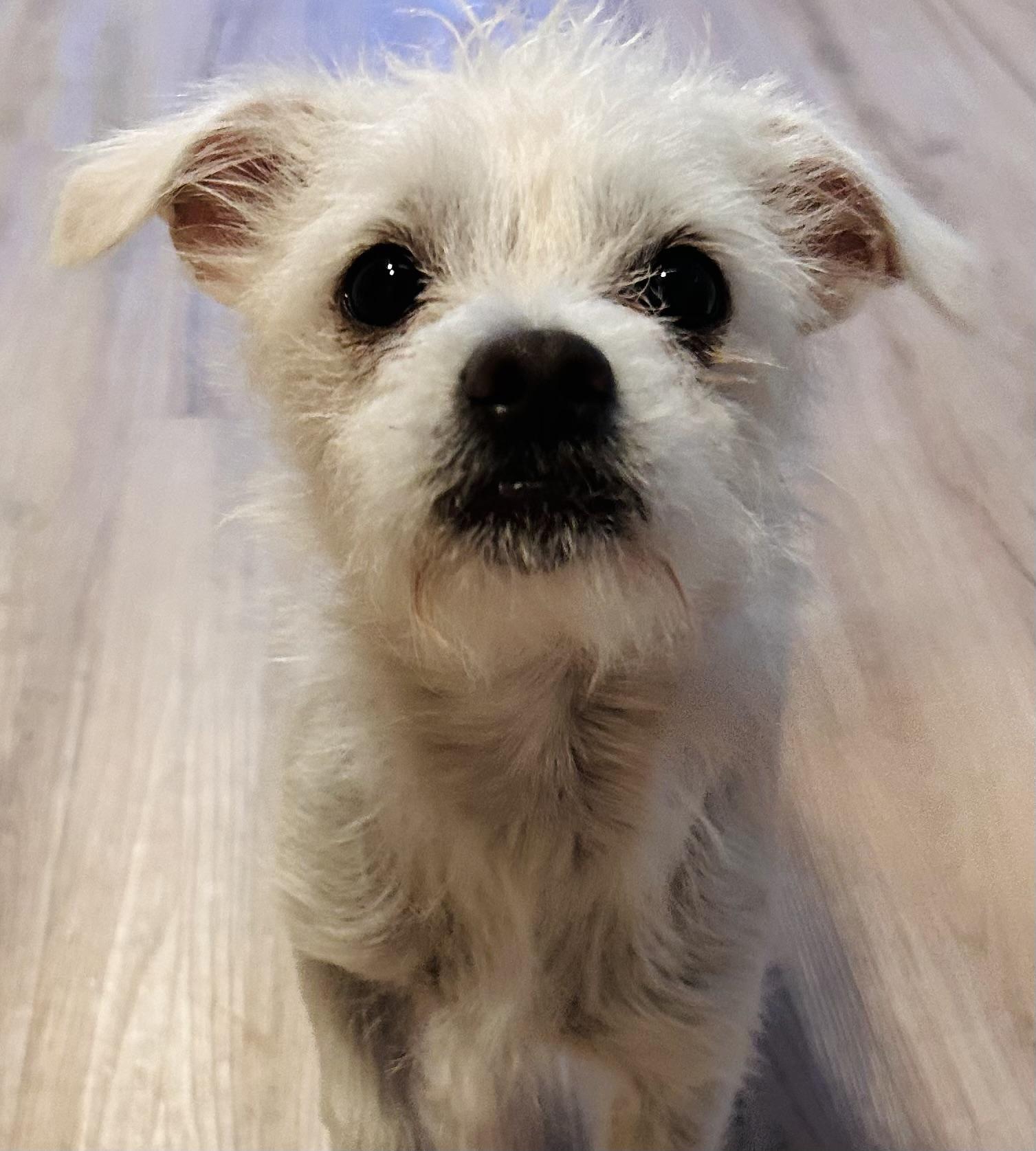 Enlarge TOBY, a Adoptable mixed breed in Abbotsford, BC image 1/4