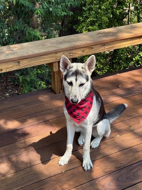 Enlarge Zoe, a Adoptable mixed breed in Portland, OR image 3/3