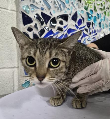 Enlarge TIPPIE, a Adoptable Domestic Short Hair in Pensacola, FL image 1/1