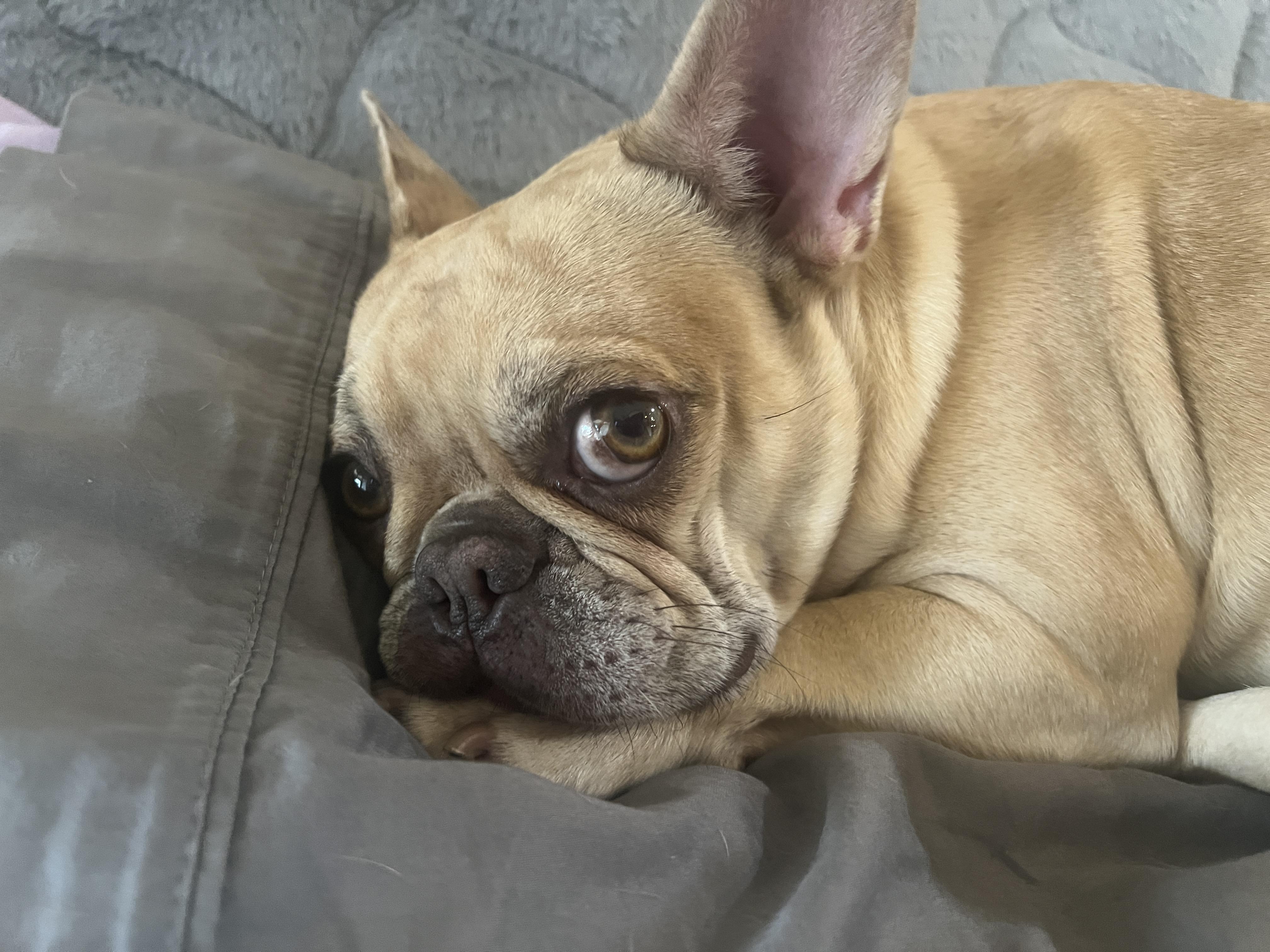 Enlarge Winnie , an adopted French Bulldog in Weatherford, TX image 2/4