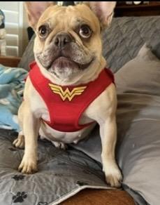 Enlarge Winnie , an adopted French Bulldog in Weatherford, TX image 4/4