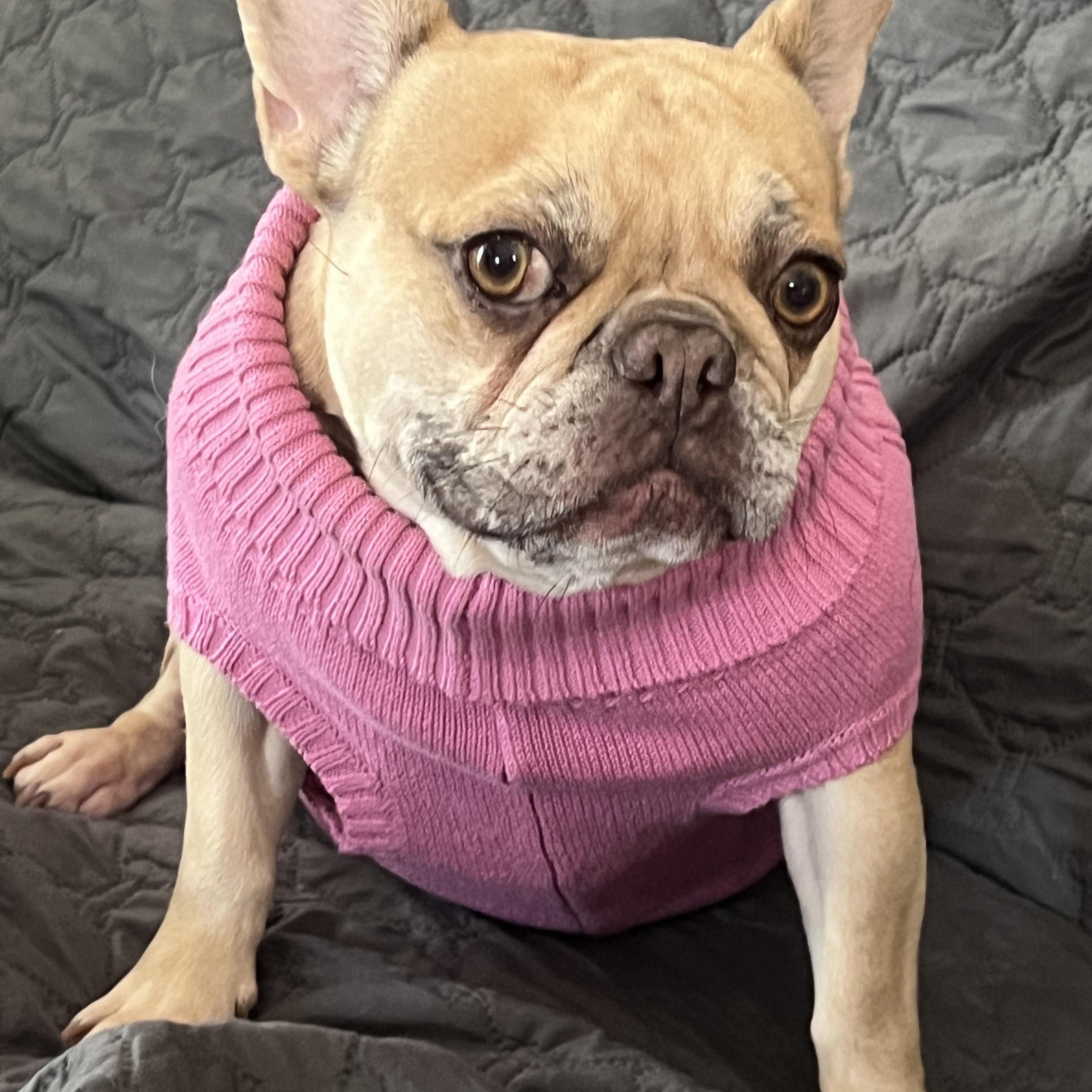 Winnie , adopted, Young Female French Bulldog.