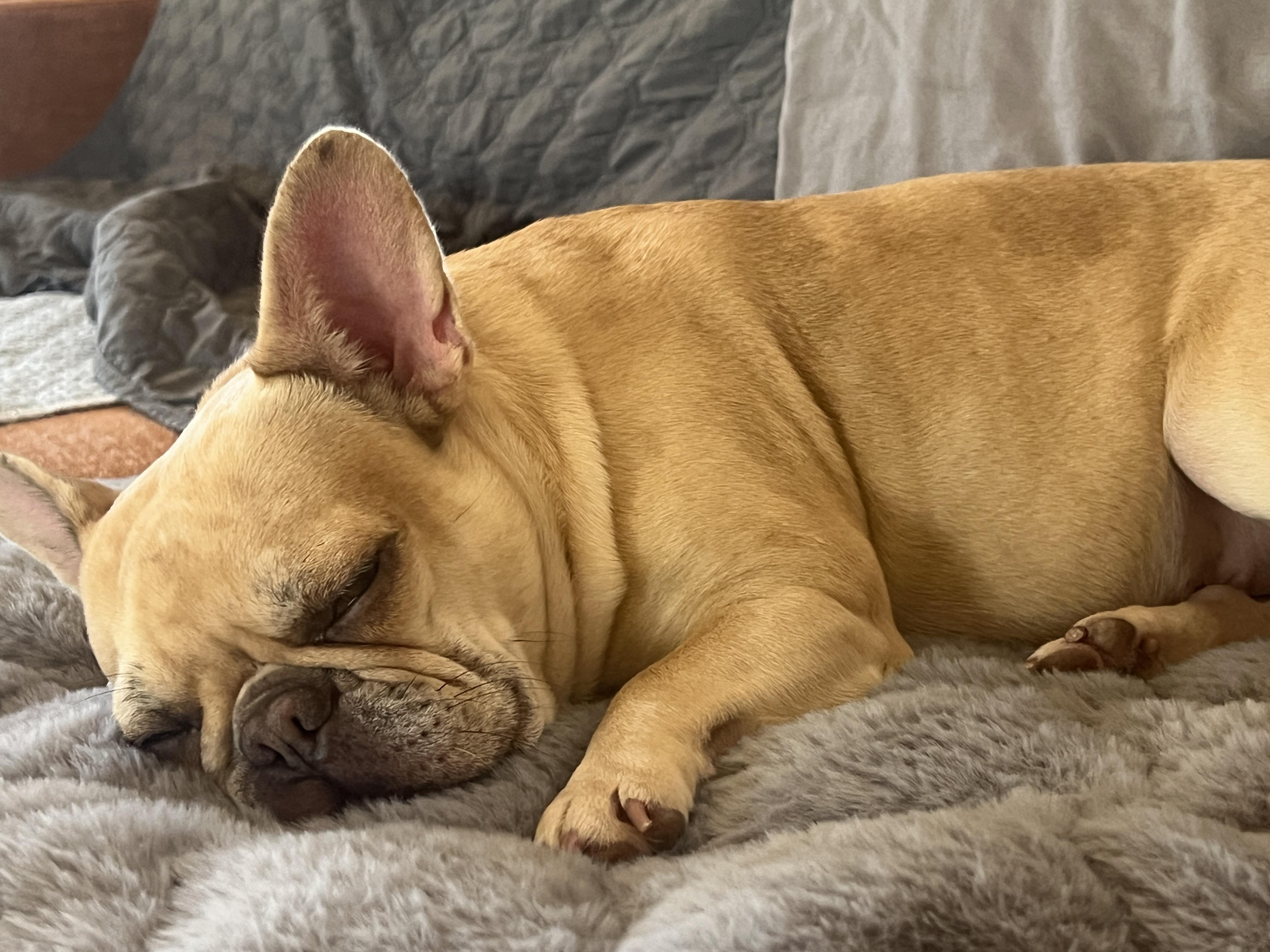 Enlarge Winnie , an adopted French Bulldog in Weatherford, TX image 3/4