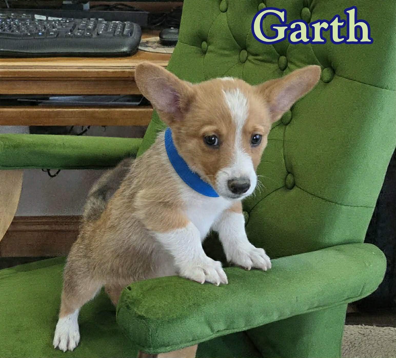 Enlarge Garth, a ADOPTABLE Cardigan Welsh Corgi in Grove, OK image 4/4