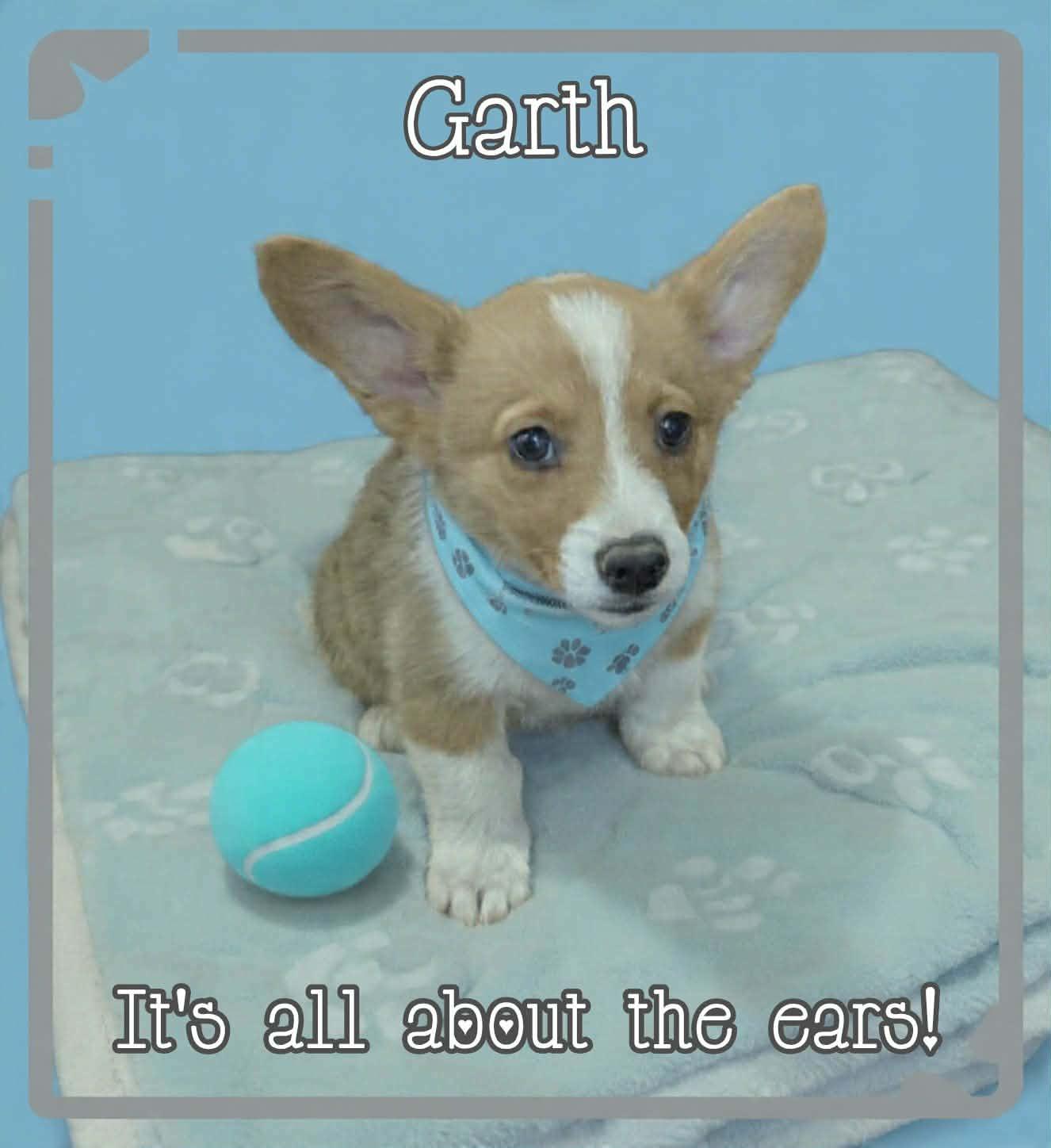 Enlarge Garth, a ADOPTABLE Cardigan Welsh Corgi in Grove, OK image 2/4