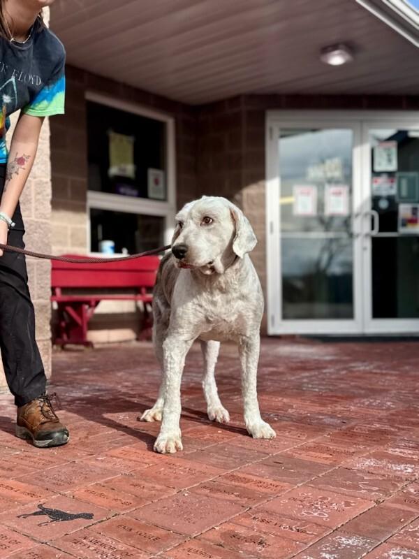 Enlarge Reno, a Adoptable Old English Sheepdog in Wooster, OH image 1/3