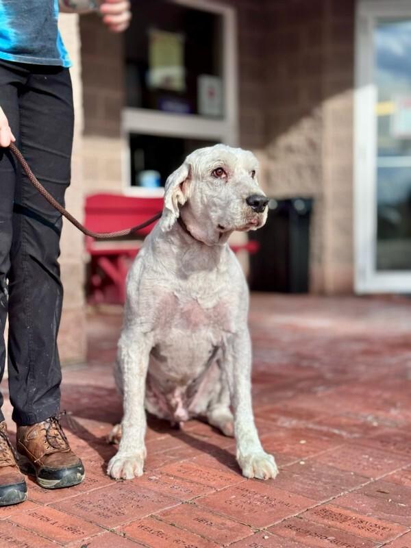 Enlarge Reno, a Adoptable Old English Sheepdog in Wooster, OH image 2/3