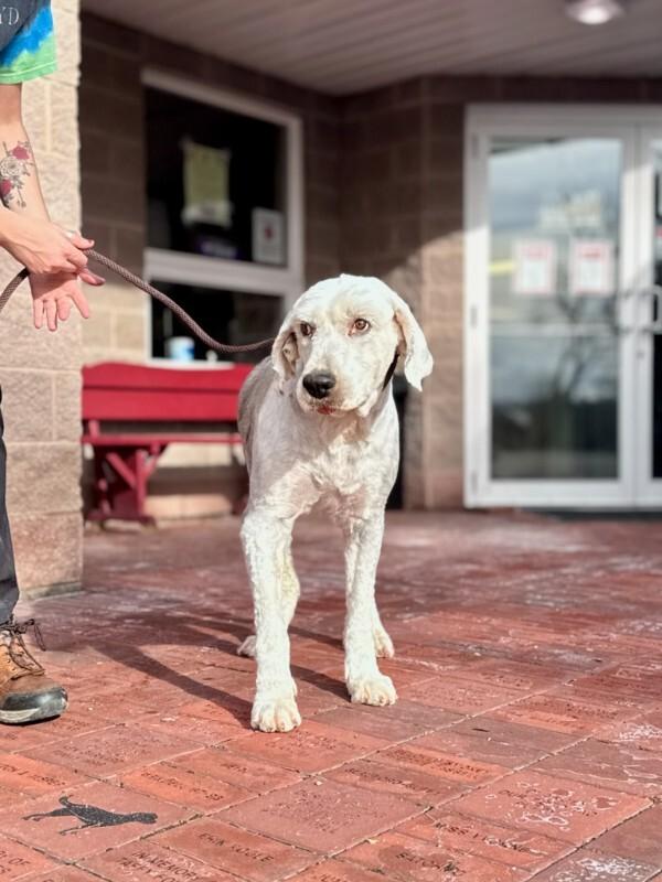 Enlarge Reno, a Adoptable Old English Sheepdog in Wooster, OH image 3/3