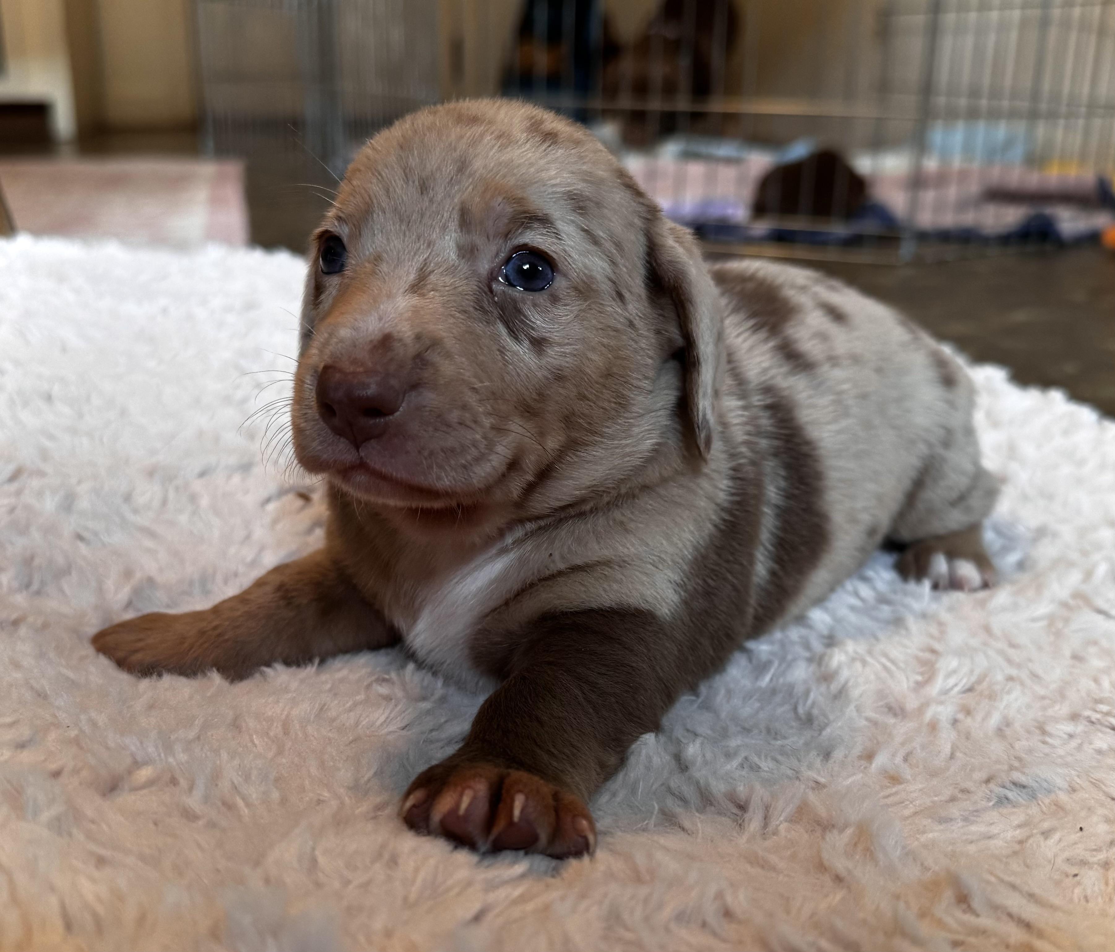 Enlarge Rose, a Adoptable mixed breed in Oakland, CA image 4/6