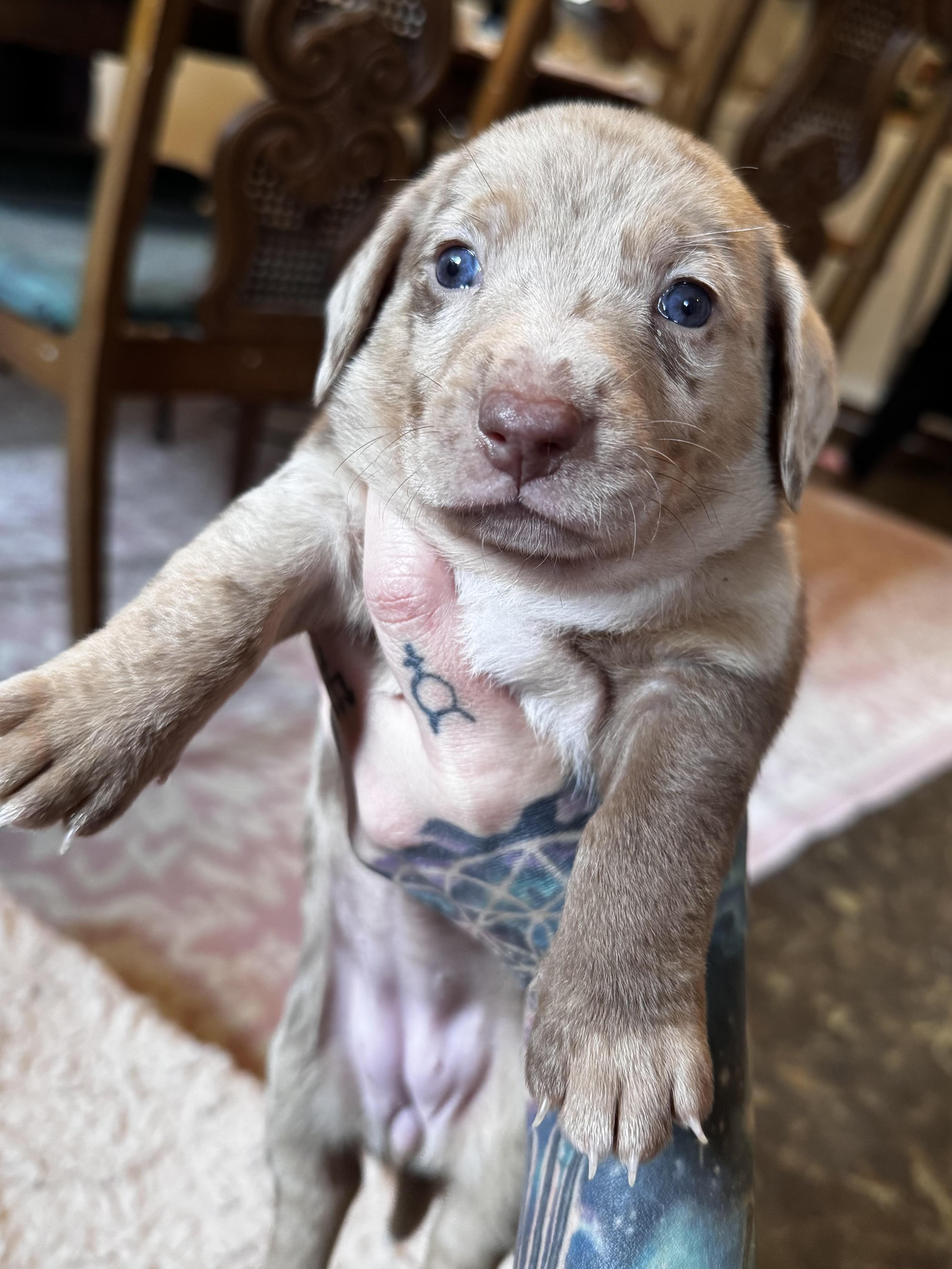 Enlarge Rose, a Adoptable mixed breed in Oakland, CA image 3/6