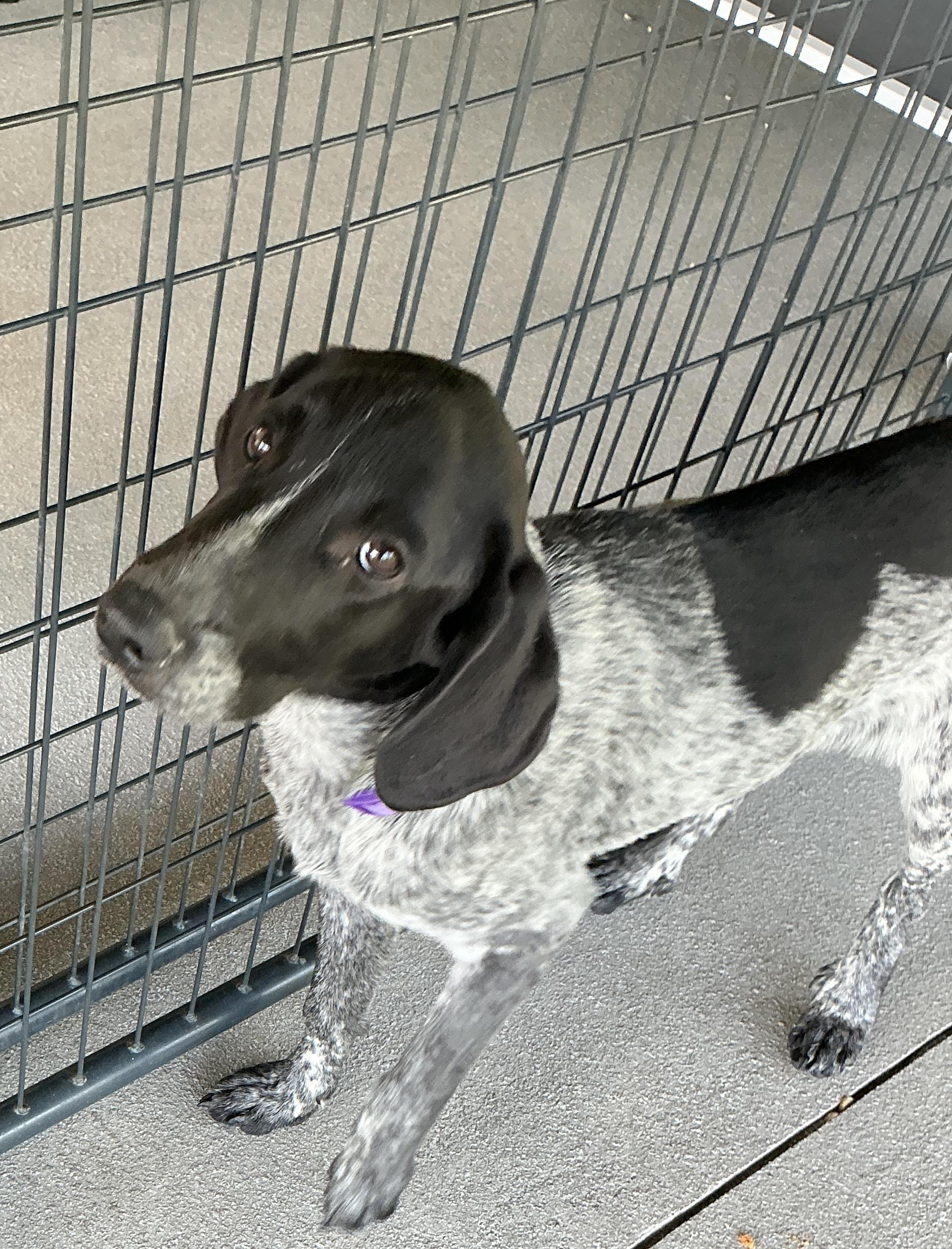 Ike, ADOPTABLE, Young Male German Shorthaired Pointer.