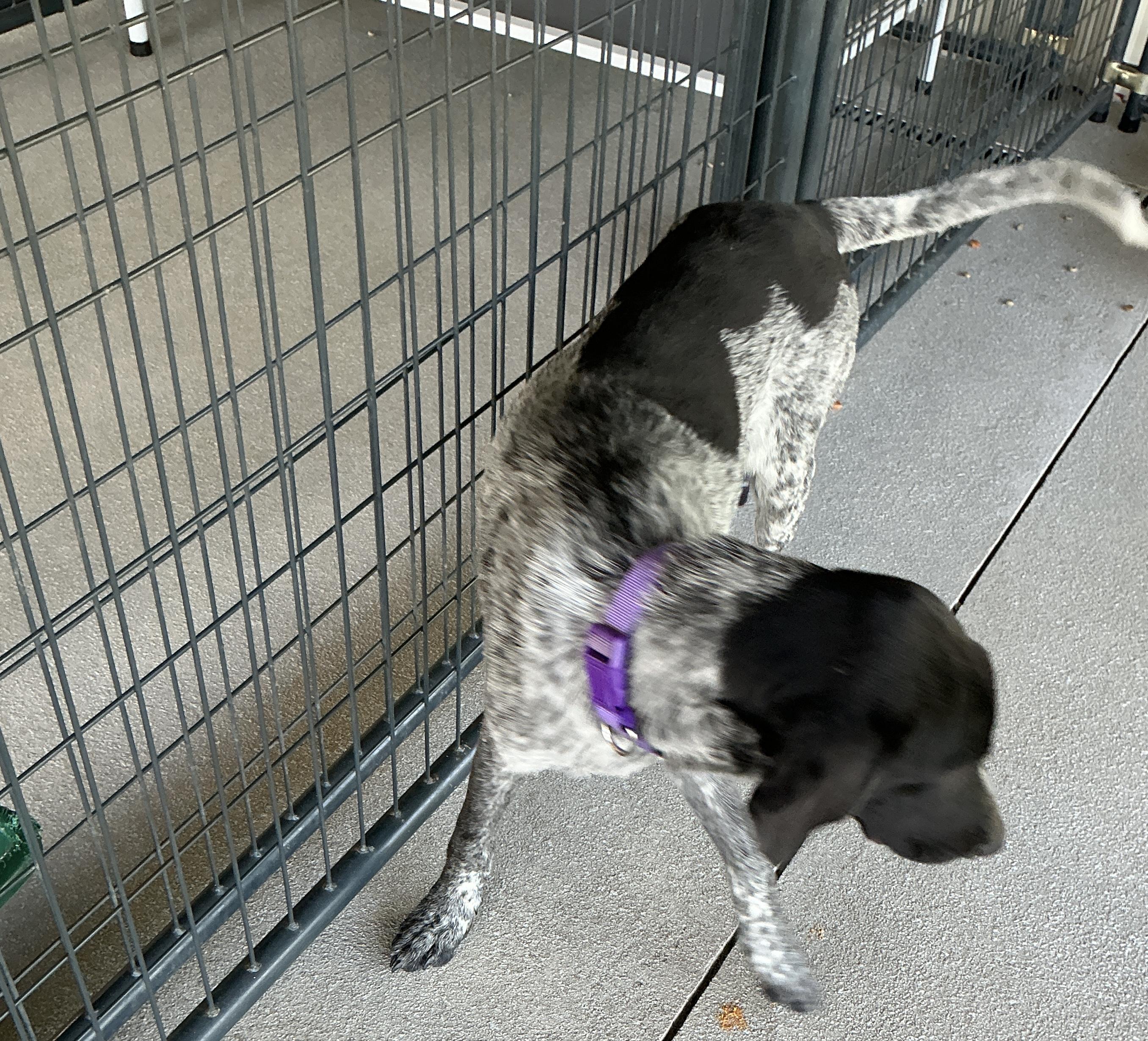 Enlarge Ike, a ADOPTABLE mixed breed in thomson, GA image 3/3