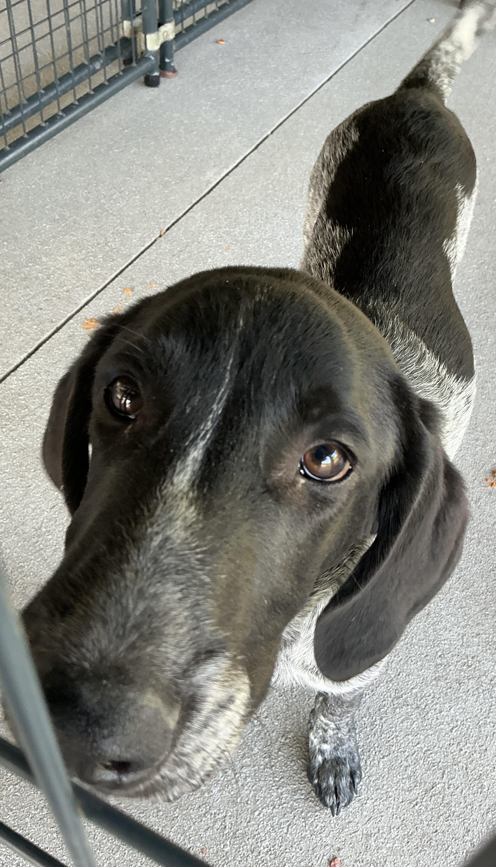 Enlarge Ike, a ADOPTABLE mixed breed in thomson, GA image 2/3