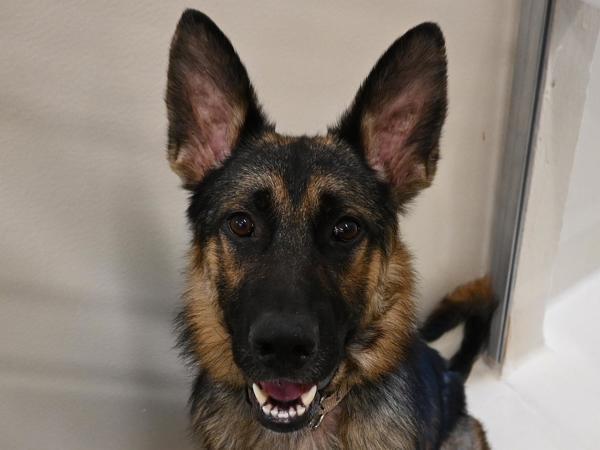 Enlarge Ringo, a Adoptable mixed breed in Portland, OR image 1/1