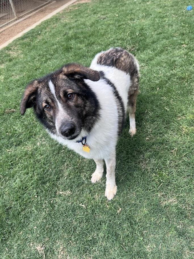 Sonic* A216149, a ADOPTABLE mixed breed in Plano, TX image 5/6