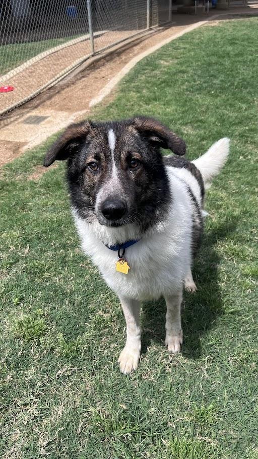 Sonic* A216149, a ADOPTABLE mixed breed in Plano, TX image 4/6