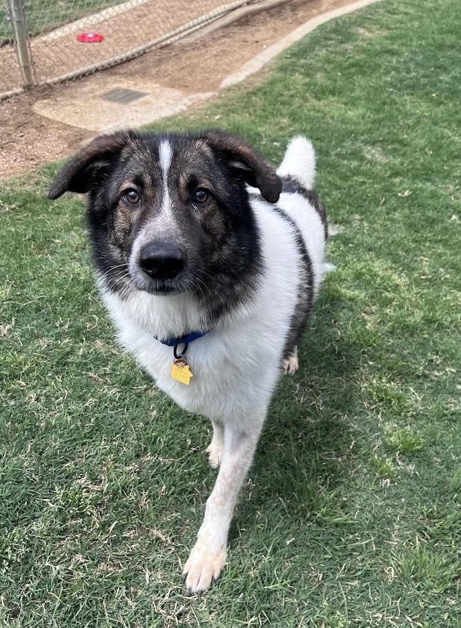 Sonic* A216149, a ADOPTABLE mixed breed in Plano, TX image 6/6