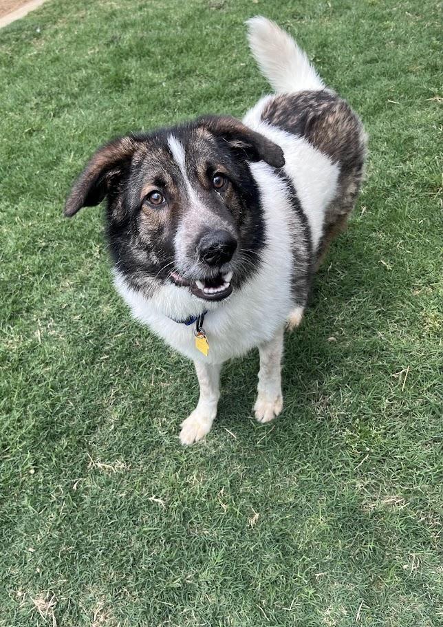Sonic* A216149, a ADOPTABLE mixed breed in Plano, TX image 1/6