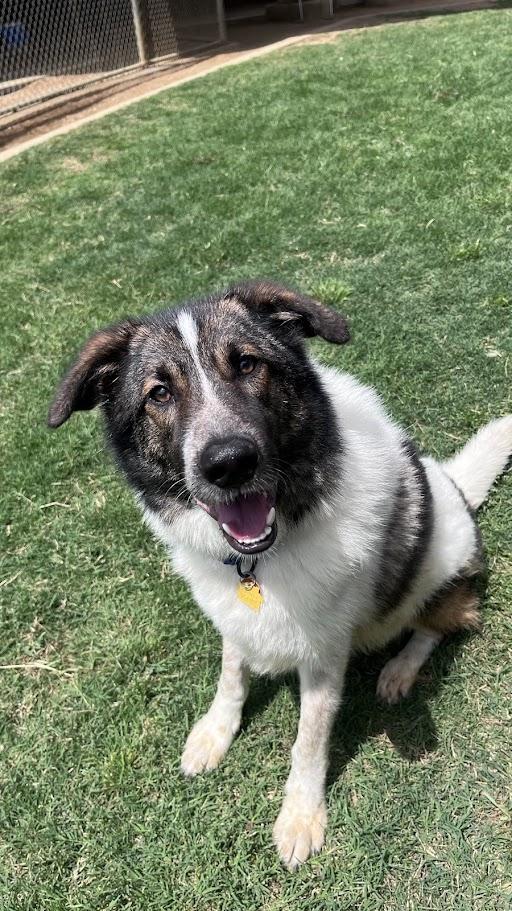 Sonic* A216149, a ADOPTABLE mixed breed in Plano, TX image 2/6
