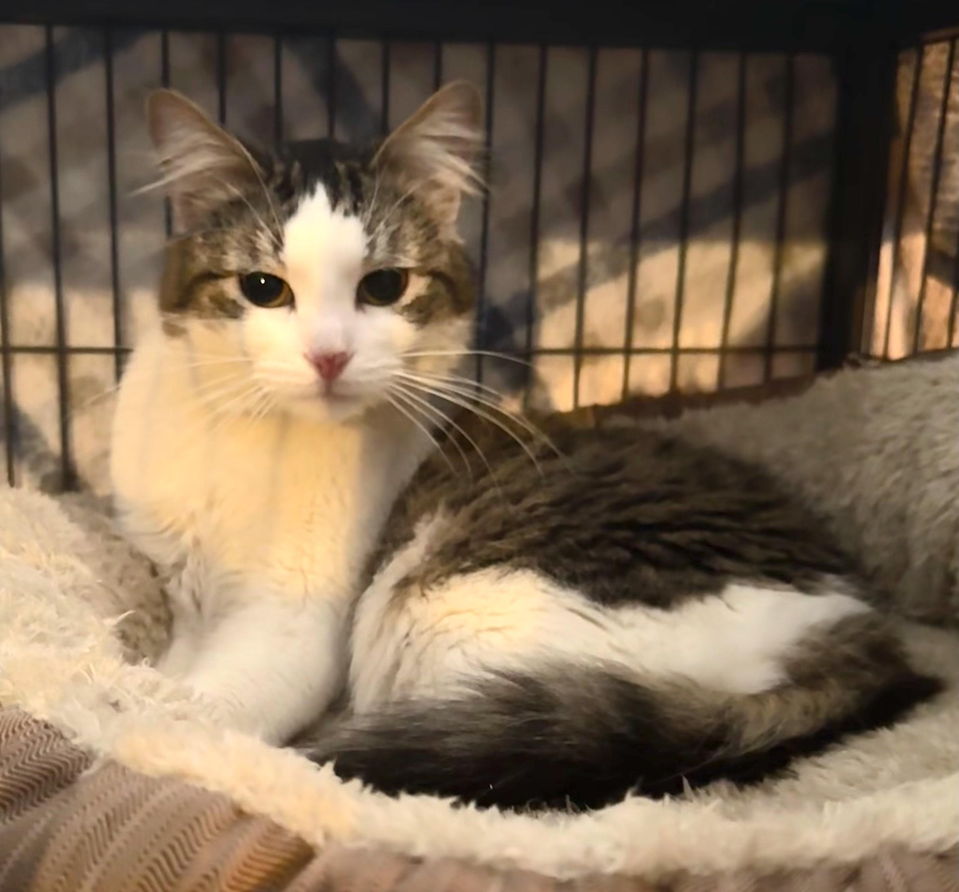 Enlarge Dino, an adopted mixed breed in Saginaw, MI image 1/2