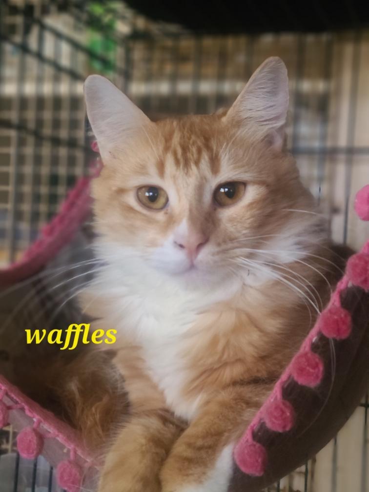 Enlarge Waffles and Apple Fritter, an adopted mixed breed in Mission Viejo, CA image 2/5