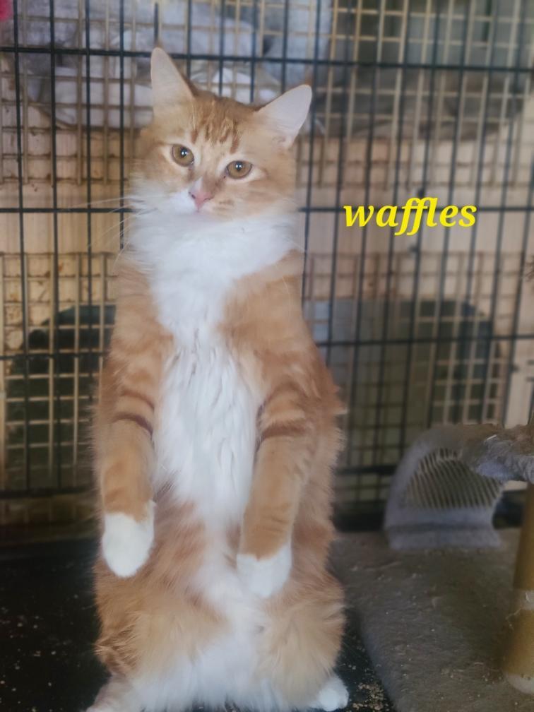 Enlarge Waffles and Apple Fritter, an adopted mixed breed in Mission Viejo, CA image 3/5