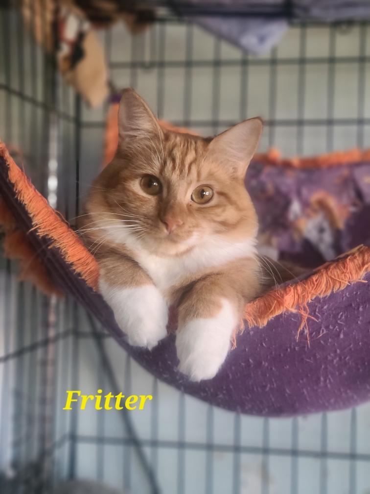 Waffles and Apple Fritter, adopted, Kitten Female Maine Coon.