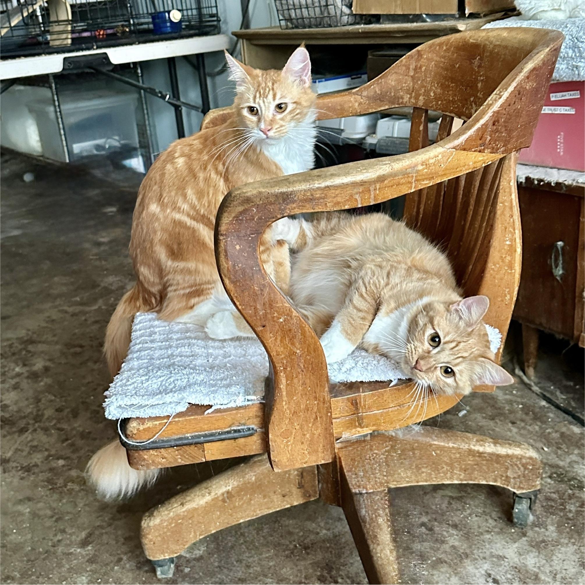 Enlarge Waffles and Apple Fritter, an adopted mixed breed in Mission Viejo, CA image 5/5