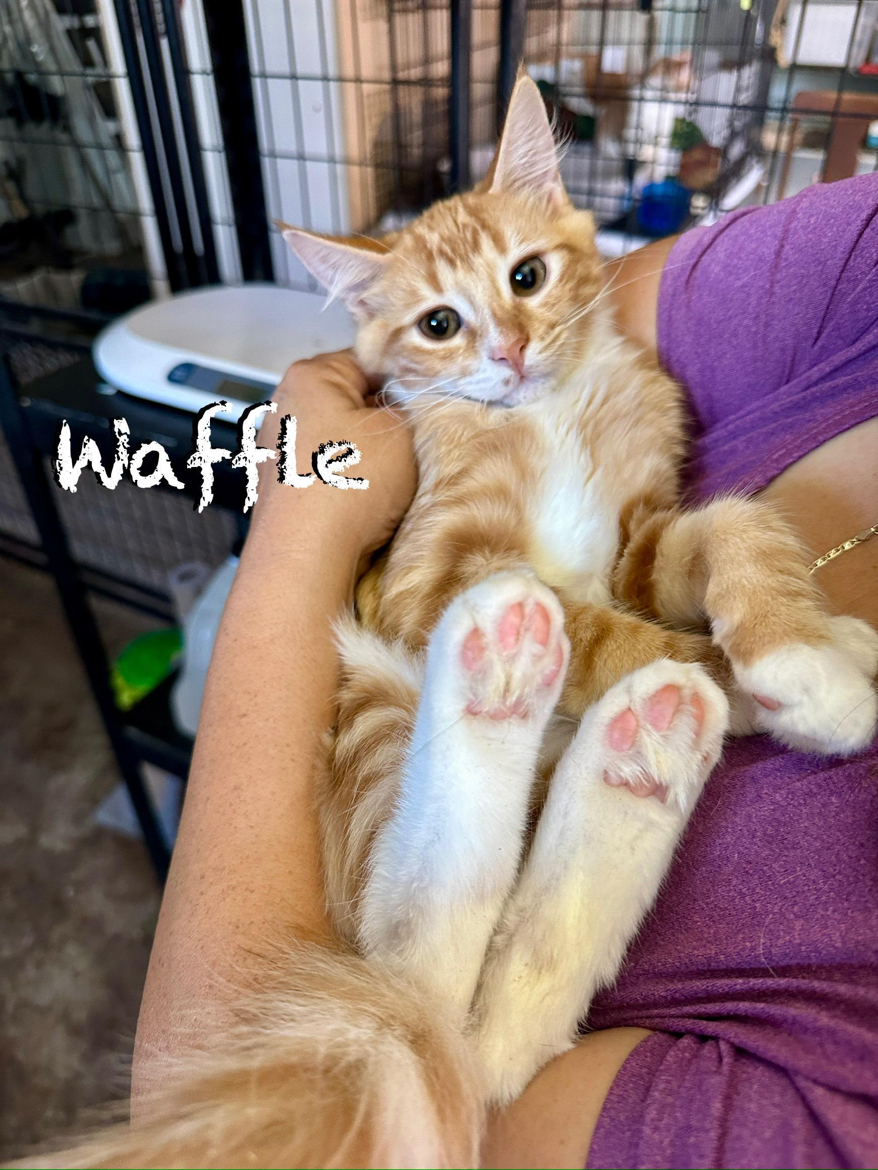 Enlarge Waffles and Apple Fritter, an adopted mixed breed in Mission Viejo, CA image 4/5