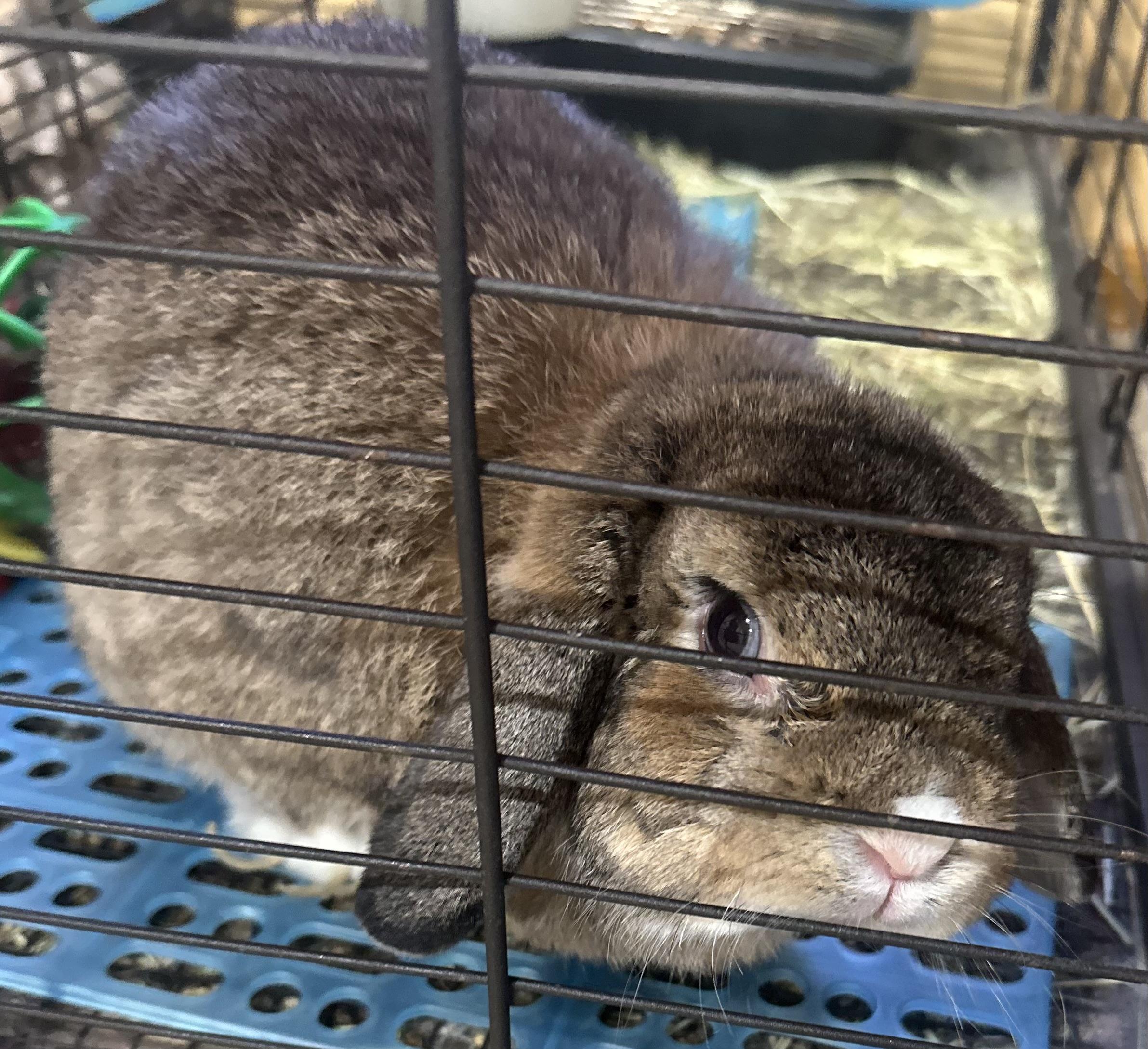 Enlarge Lily, a Adopted Holland Lop in Atlantic Highlands, NJ image 1/2