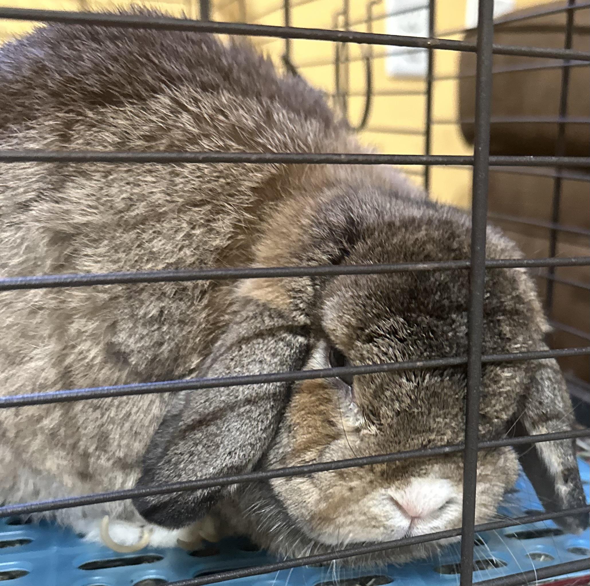 Enlarge Lily, a Adopted Holland Lop in Atlantic Highlands, NJ image 2/2