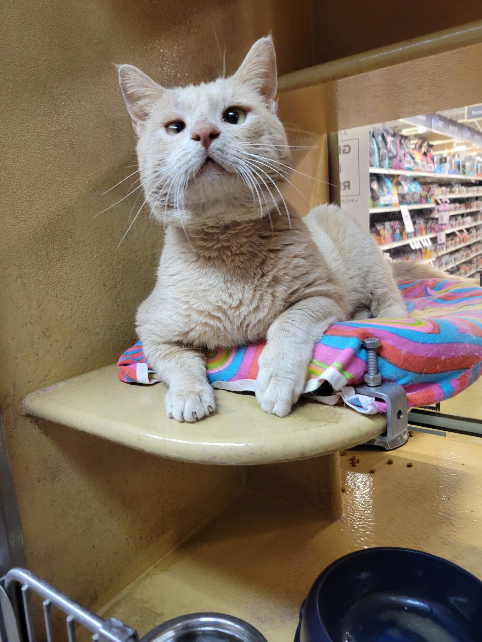 Enlarge Earl, a Adoptable Domestic Short Hair in Social Circle, GA image 1/3