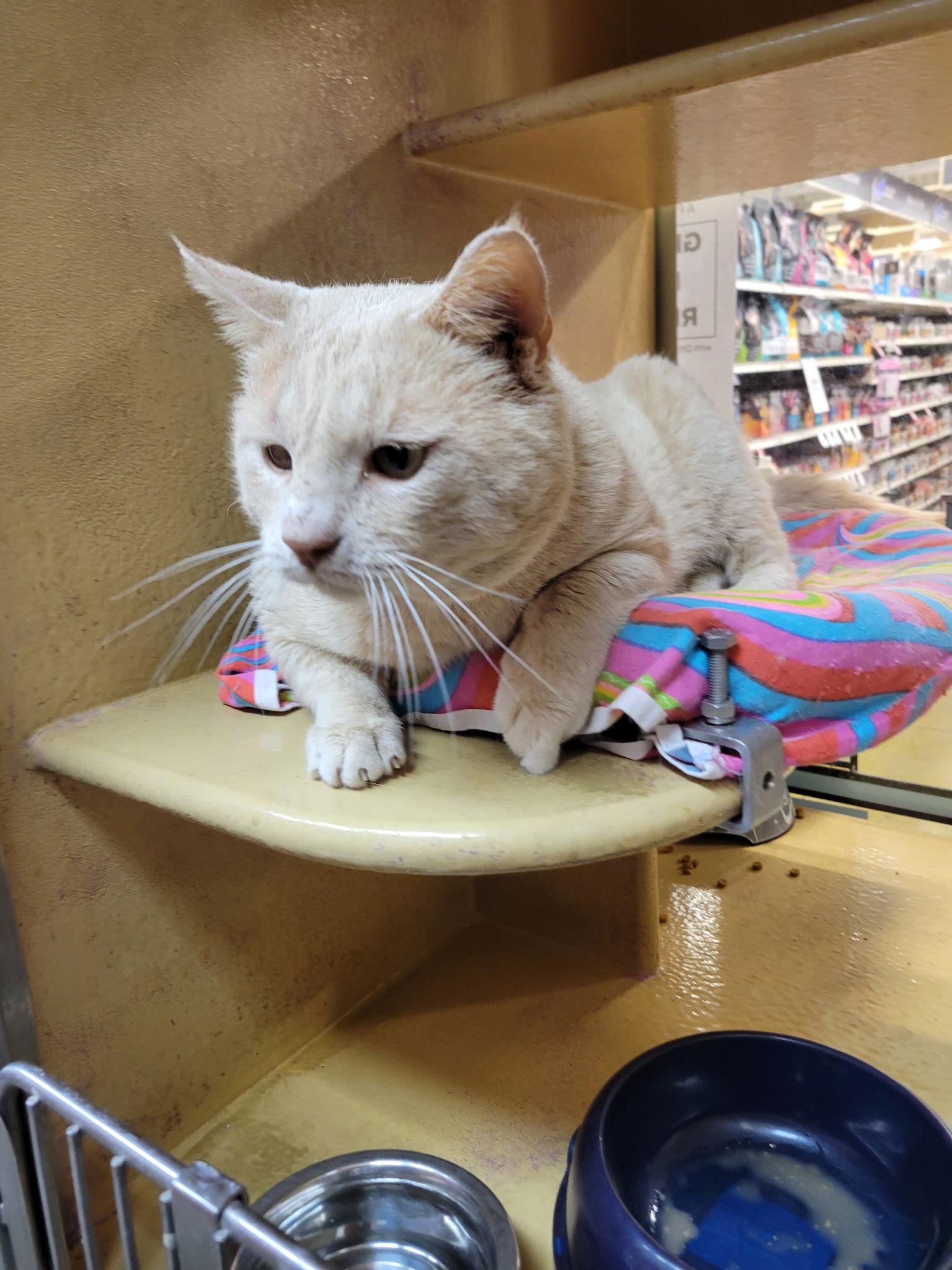 Enlarge Earl, a Adoptable Domestic Short Hair in Social Circle, GA image 2/3