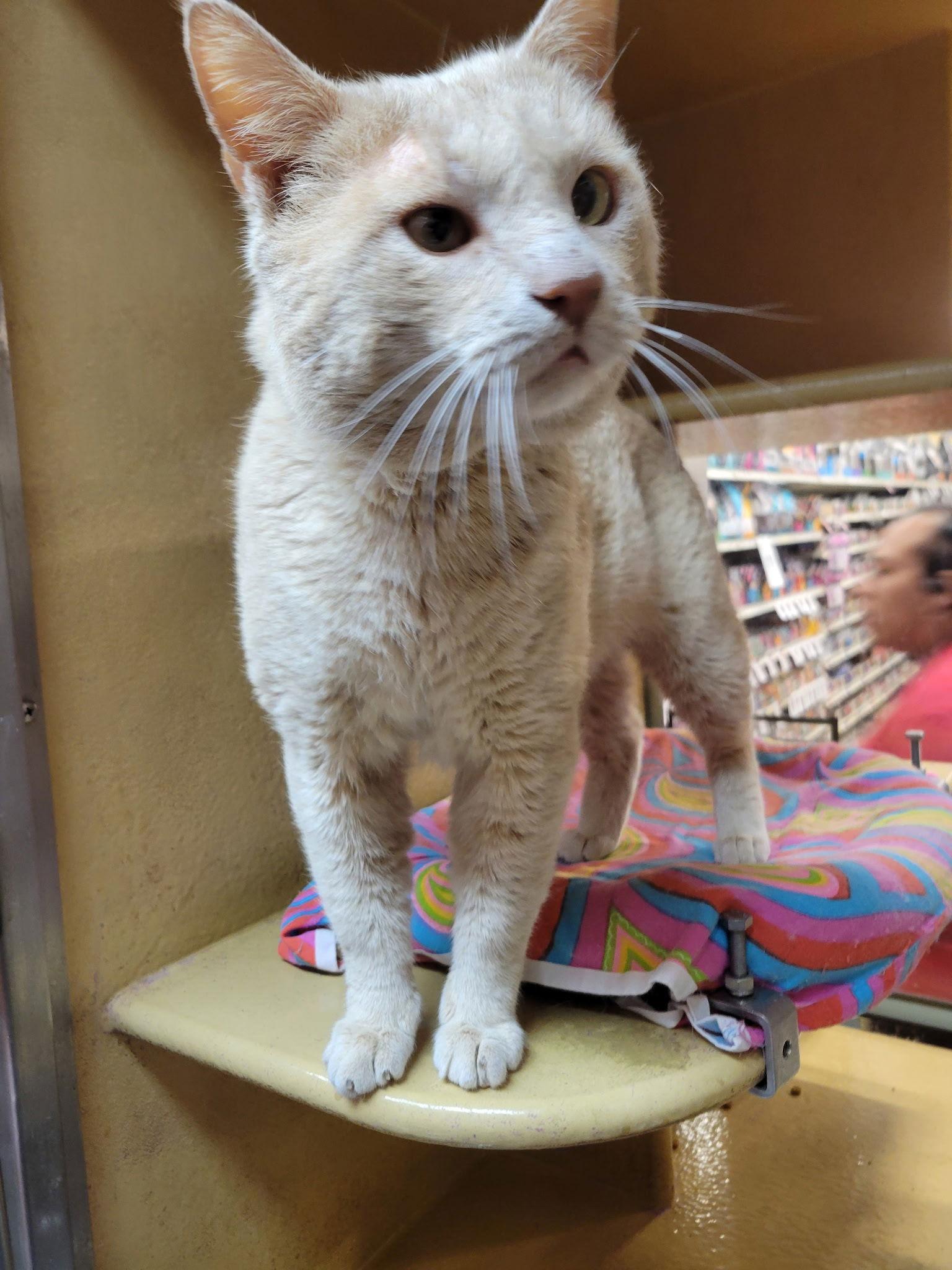 Enlarge Earl, a Adoptable Domestic Short Hair in Social Circle, GA image 3/3