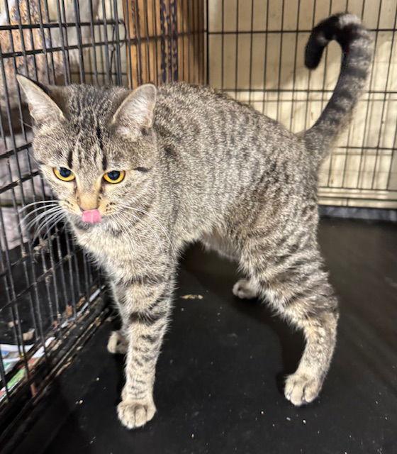 Minerva — thumbnail 2