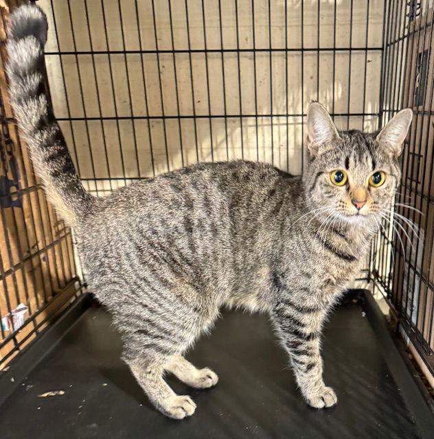 Minerva — thumbnail 3