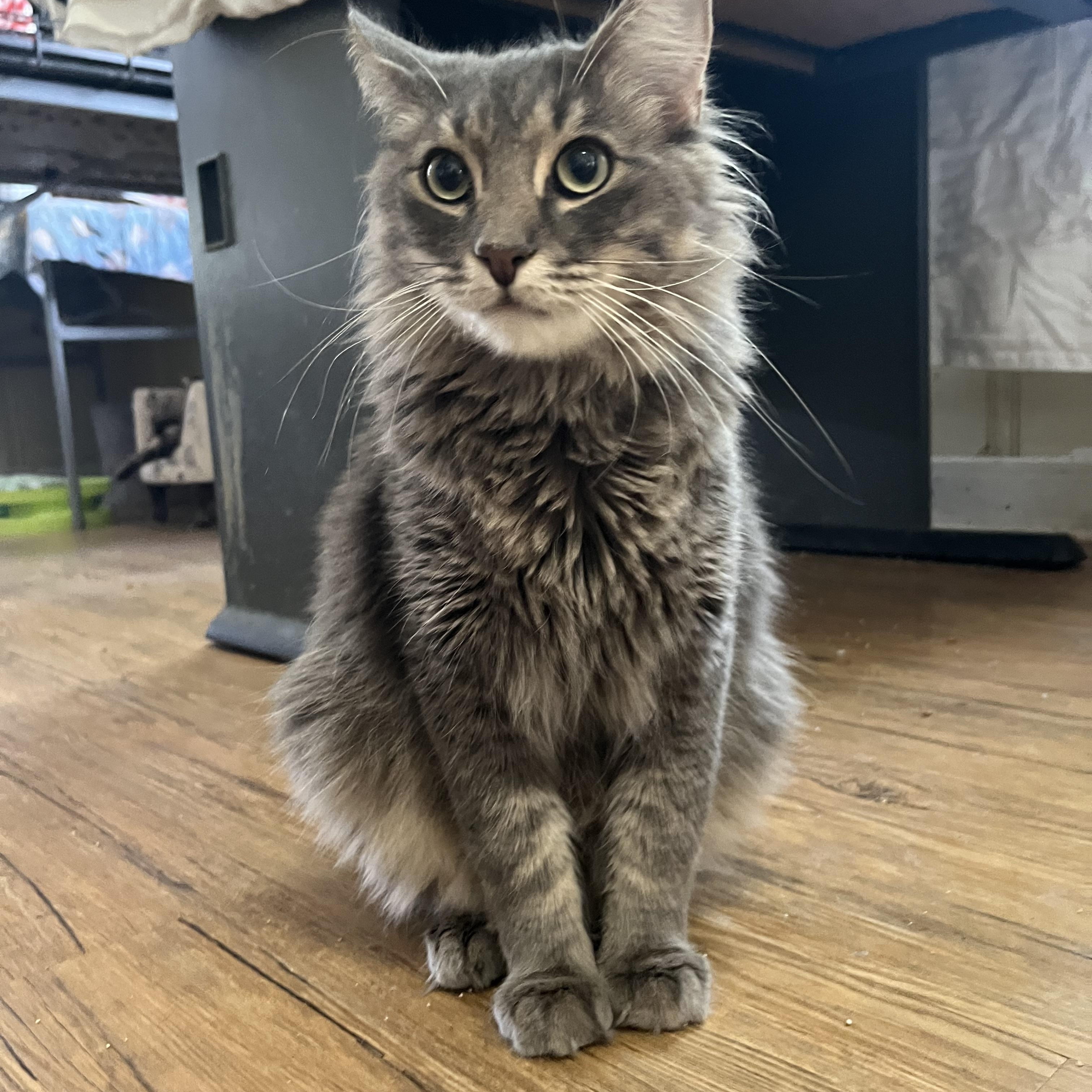 Ross, adopted, Young Male Domestic Long Hair.
