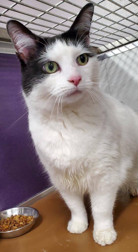 Laney (senior), Adoptable, Adult Female Domestic Short Hair.