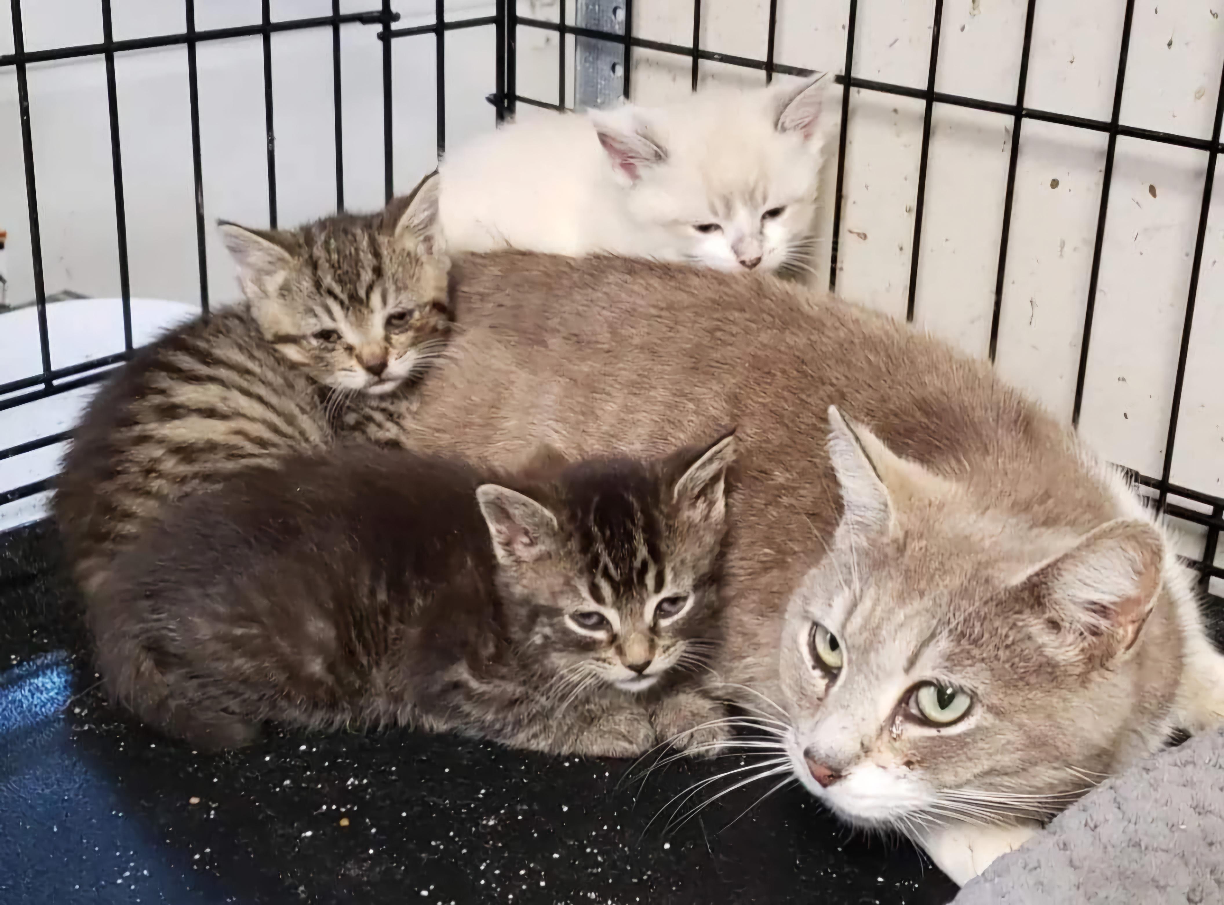 Storm, a Adoptable Domestic Short Hair in Bristol, TN image 2/2