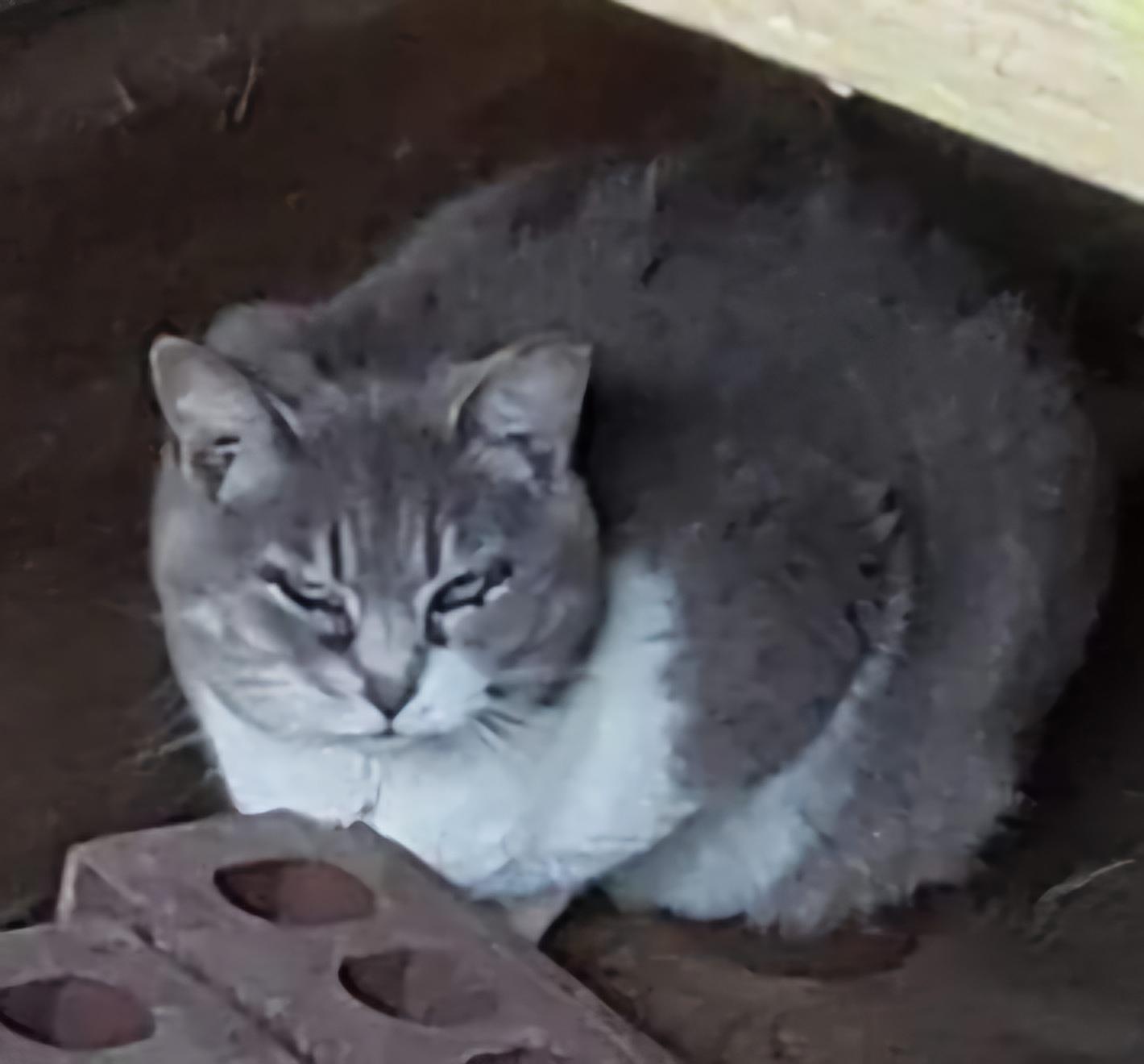 Storm, Adoptable, Adult Female Domestic Short Hair.